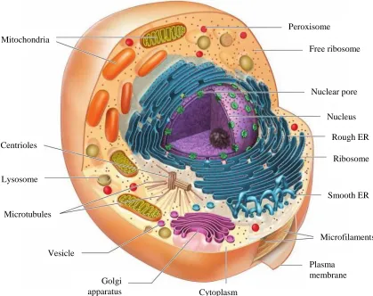 Figure 2.1: The anatomy of human cell [60] 