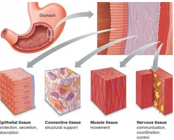 Figure 2.2: The four basic types of tissue [62] 