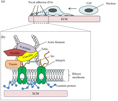 Figure 2.3: Cell adhesion to the ECM. (a) Suspended cells adhere to the surface of ECM via integrins (b) The structures of actin cytoskeleton, focal adhesion complexes, integrin receptors, and adhesion proteins to form cross-linked platforms 