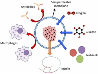 Figure 2.7: Principle of immunoisolation by a microcapsule [15] 