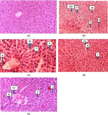 Figure 5. Photomicrograph of hematoxylin and eosin stained section (200×) of liver of normal and various treatment group rats