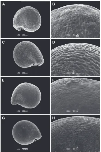 Figure 2. SEM micrographs of Sesuvium seeds (covered with an aril). A, B S. ayresii C, D S
