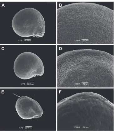 Figure 3. SEM micrographs of Sesuvium seeds (covered with an aril). A, B S. portulacastrum subsp