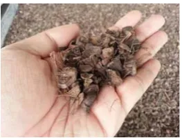 Figure 1. Palm oil kernel shell (PKS)  
