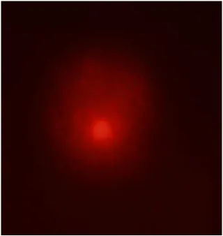 Figure 1, normal comet assay for control lymphocytes with normal DNA spot  