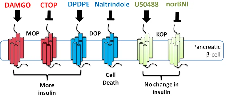 Figure 4 Schematic illustration of the effects of different opioid-receptor selective opioid ligands (agonists at 1μΜ; solid arrow,  antagonists at 10μM; blunt arrow) on insulin secretion of pancreatic β-cells, mediated by the three classical opioid recept