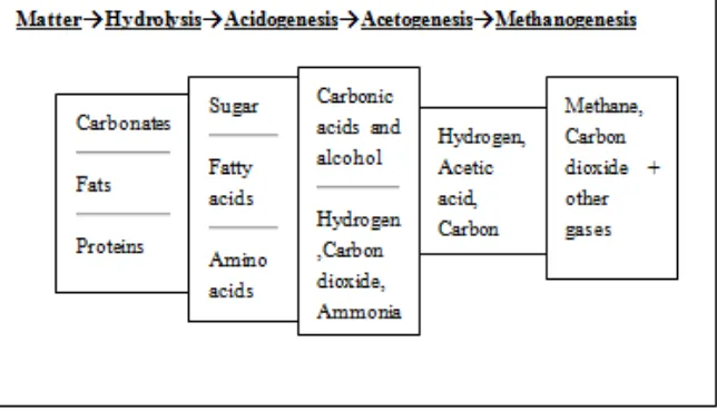 Figure 1.  Biochemical stages during fermentation process 