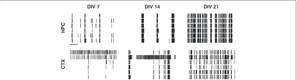 Figure 1 Examples of spontaneous activity in developing cultures. Top row: Hippocampal (HPC) cultures
