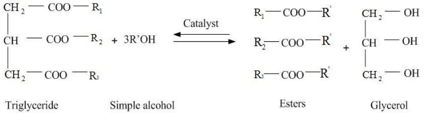 Figure 2.3 :Transesterification of triglycerides with alcohol ( Khan, 2002) 