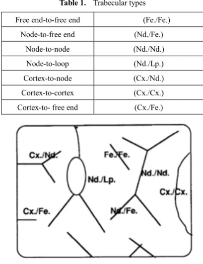 Table 1.  Trabecular types 