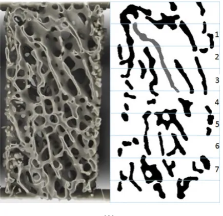 Figure 11.  Width profile of a sample trabecula shown in Figure 10 