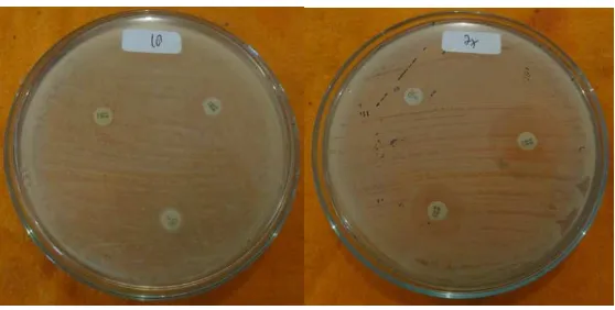Fig 1. Colonies of bacteria  Staphylococcus aureus on MSA media 
