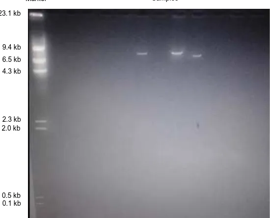 Fig 3. Results of electrophoresis of three DNA plasmids found with a size of 9.5 kb. By using the lambda  Hind III DNA as marker 