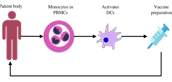 Figure 1.1: DCs immunotherapy procedure 