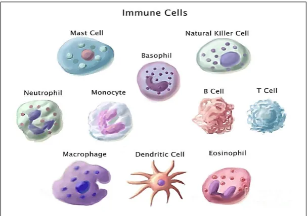 Figure 1.2: Component of immune cells in human blood system (IMDC, 2015) 