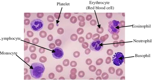 Figure 2.1: Types of blood smear under Light Microscope (Sarrafzadeh et al., 2014)