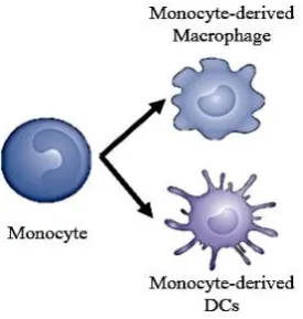 Figure 2.2: Differentiation of Monocytes (Silveira et al., 2013) 