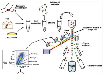 Figure 2.5: Process in Flow Cytometry (Jahan-Tigh et al., 2012) 