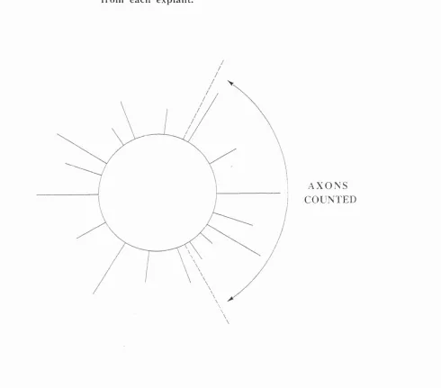 Figure 1.2 Schematic representation of neurites counted that emerged 