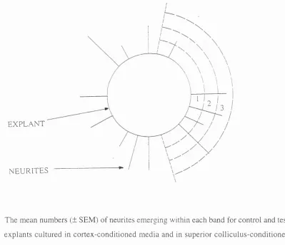 Figure 2.2 : Schematic representation of an explant and its neurites