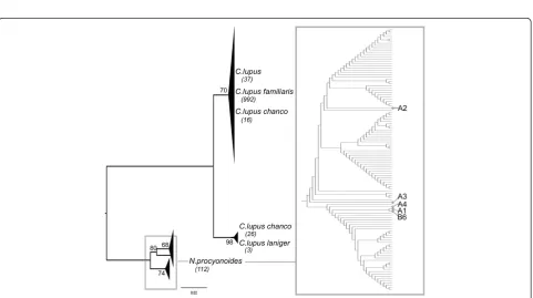 Figure 14 Neighbour-joining tree built for 12S marker. The bootstrap neighbour-joining tree inferred from 1,000 replicates represents theevolutionary history of 285 sequences (280 NCBI reference sequences and five fur samples) of the 12S marker