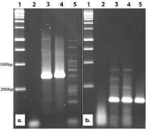 Figure  5.  