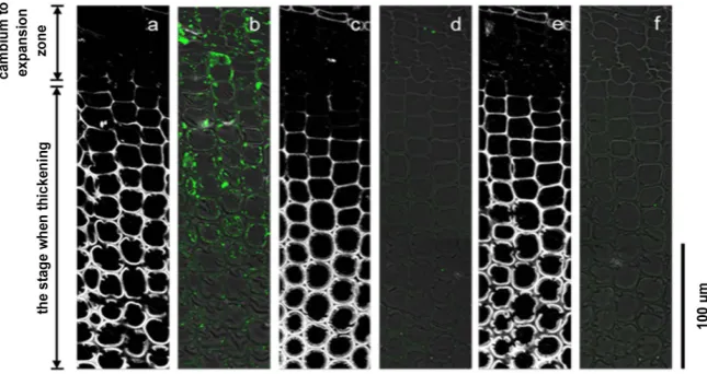 Figure 4. Immunolabeling images of the transverse sections of normal wood differen-tiating xylem tracheid using anti-PME antibody