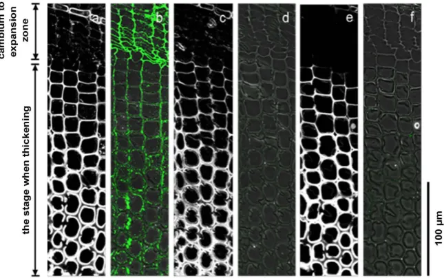 Figure 6. Immunolabeling images of the transverse sections of normal wood differen-sections