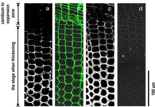Figure 8. Immunolabeling images of the transverse sections of normal wood differen-tiating xylem tracheid using LM20 antibody (which recognizes highly methylated homo-(c) are images of lignin autofluorescence excited at 488 nm wavelength (white)