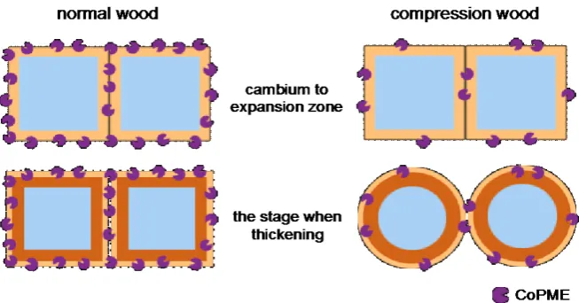 Figure 10. Schema for the hypothesis of generating a circular cell shape. In normal wood, CoPME labels localized at the entire perimeter of the compound middle lamella