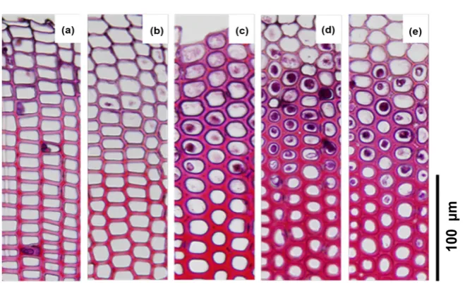 Figure 1. Image of transverse section of C. obtusaxylem tracheid. Safranin staining shows lignin in the cell wall (red)