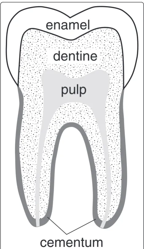 Figure 1 Diagrammatic representation of a human molaridentifying the different regions and tissues.