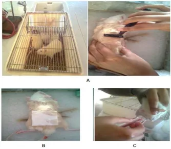 Fig 1: Different stages of animal study (A-Shaved to remove the dorsal hair, 2- Adhered patch on dorsal skin, 3- Retro orbital blood collection) 