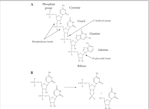 Figure 1 Structure of RNA and process of hydrolysis.(also labeled) in RNA can be broken during hydrolysis