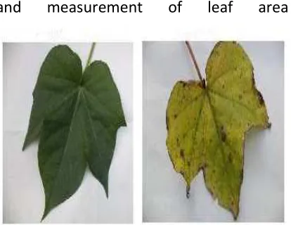 Figure 1. Sample cotton leaf Images 