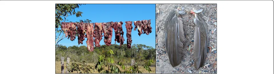 Figure 1 Evidence of hunting. Biltong of a mammal species (MAM1) (left) and wings remains (BIRD) of a bird species (right), both seized in thecentral-western Brazil region (cases 1 and 2).