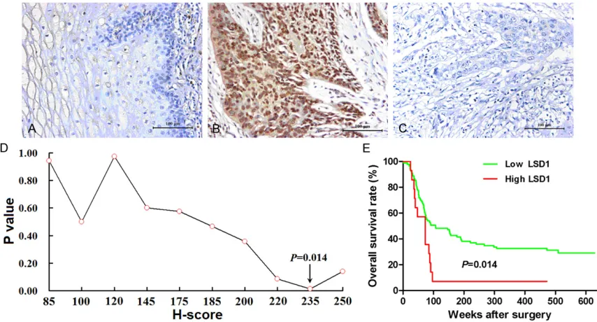 Figure 1. LSD1 expression in human esophageal cancer and its prognostic value. A. LSD1 was negatively or weakly survival analysis, and when the cut-off value of = 0.014, Hazard Ratio = 2.12, 95% CI: 1.15-3.89