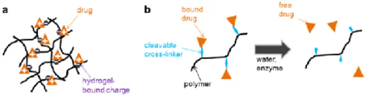 Fig. 3: Physical (a) and chemical (b) strategies for enhancing the interactions betweena loaded drug and a polymeric gel to slow drug release