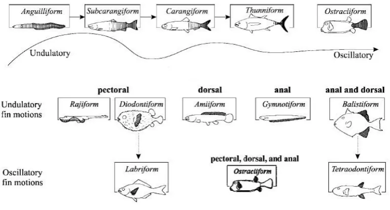 Figure 1.1: Classification of Swimming Mechanism (Colgate and Lynch, 2004) 