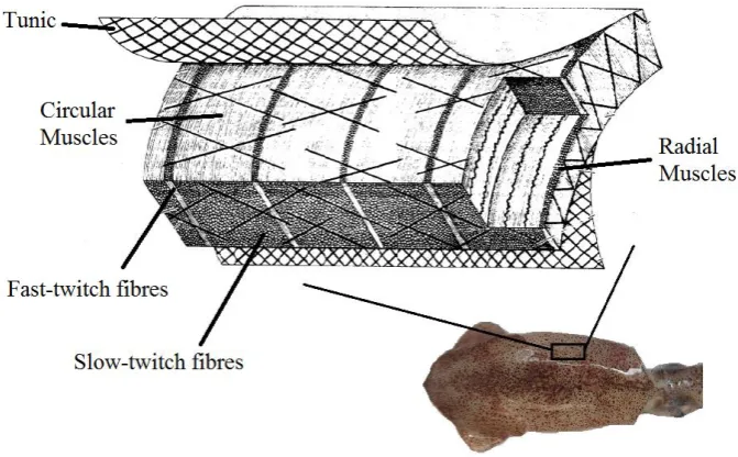Figure 2.1: Squid morphology (Krieg and Mohseni, 2010) 