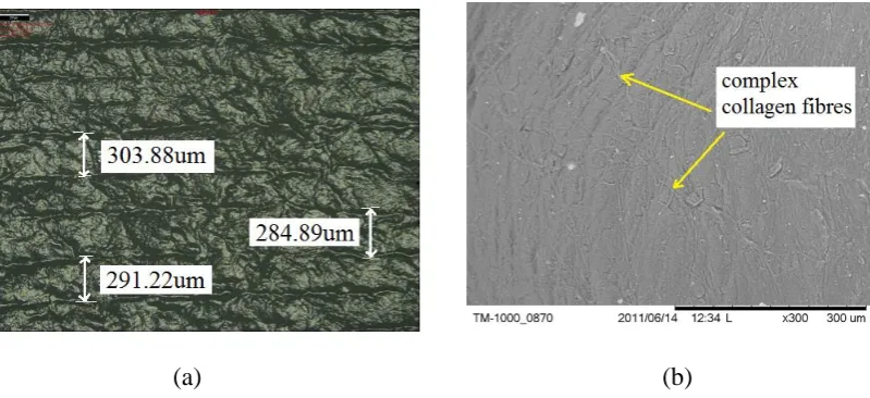 Figure 2.3: a) The parallel lines present squid radial muscle and (b) SEM image of complex collagen fibres in squid mantle  