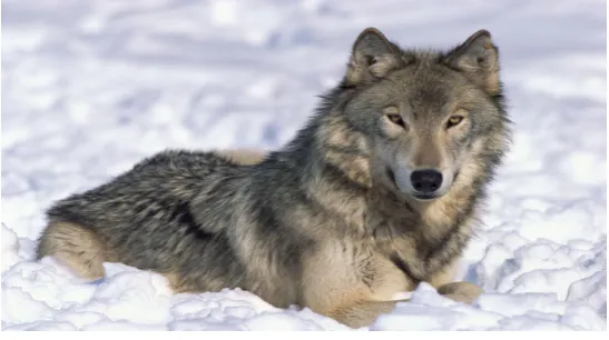 Figure 1. Rocky mountain wolf.