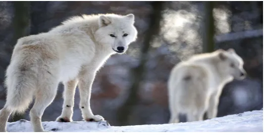 Figure 2. Artic wolves.