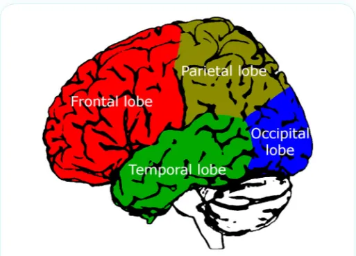 FIGURE 2 - The lobes of the brain.This colored brain diagram illustrates the lobes on the left hand side of the brain
