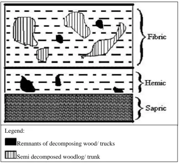 Figure 2.4: Profile Morphology of drained organic soil (Mutalib et al., 1992;  Rahman and Chan, 2013)  