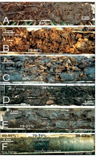 Figure 2.5: Texture of Tropical Peat (Wust et al., 2002) 