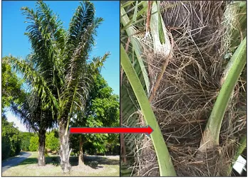 Figure 2.7: Sugar palm tree and sugar palm ﬁber (Sahari et al., 2012)