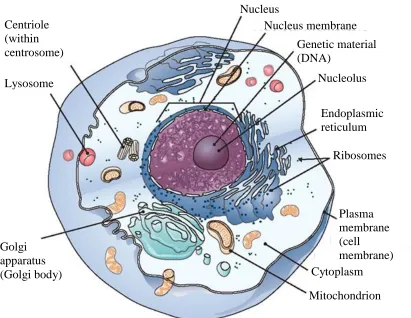 Figure 2.1: The anatomy of human cell [32] 