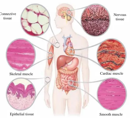 Figure 2.2: Human body tissues [33] 
