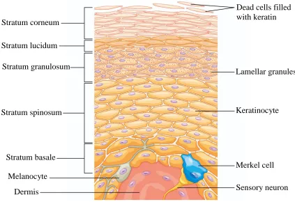 Figure 2.3: Layers of the epidermis [39] 
